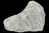 Rough, Agatized Dinosaur Bone ( Ounces) - Colorado #108440-2